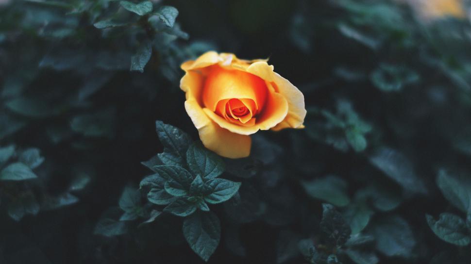 Free Image of Solitary yellow rose among dark green leaves 