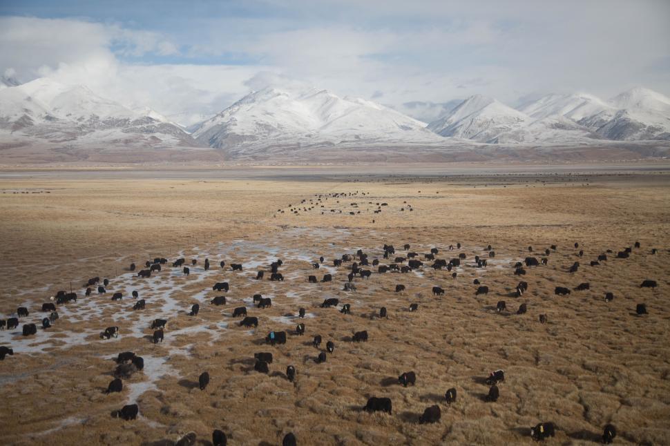 Free Image of Herd of yaks on snowy pasture 