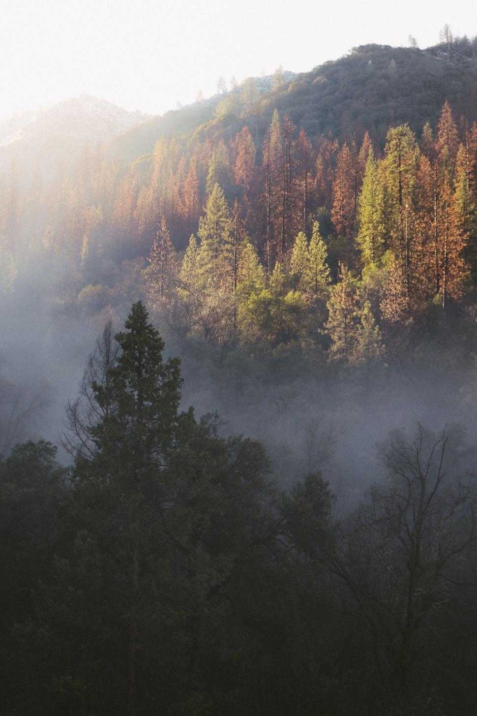 Free Image of Sunshine through misty forest trees 