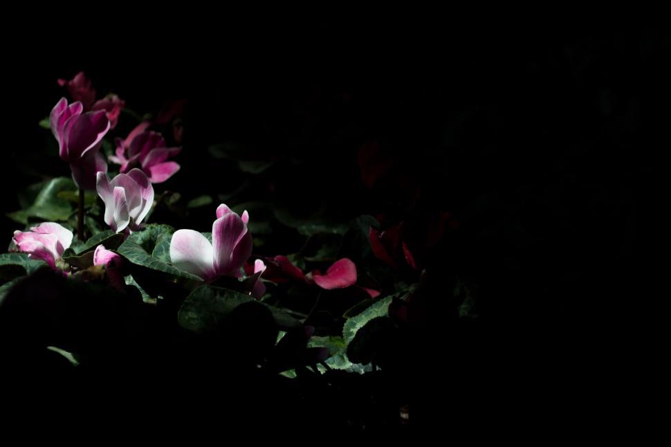 Free Image of Pink flowers highlighted in darkness 