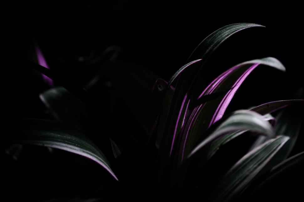 Free Image of Low light photo of purple-tinted leaves 