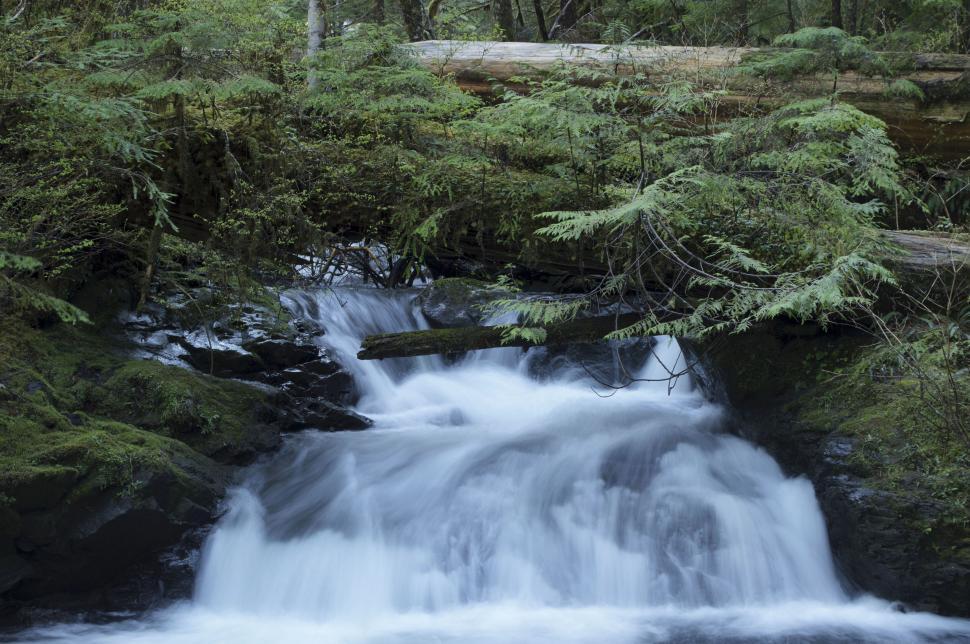 Free Image of Lush forest stream with cascade 