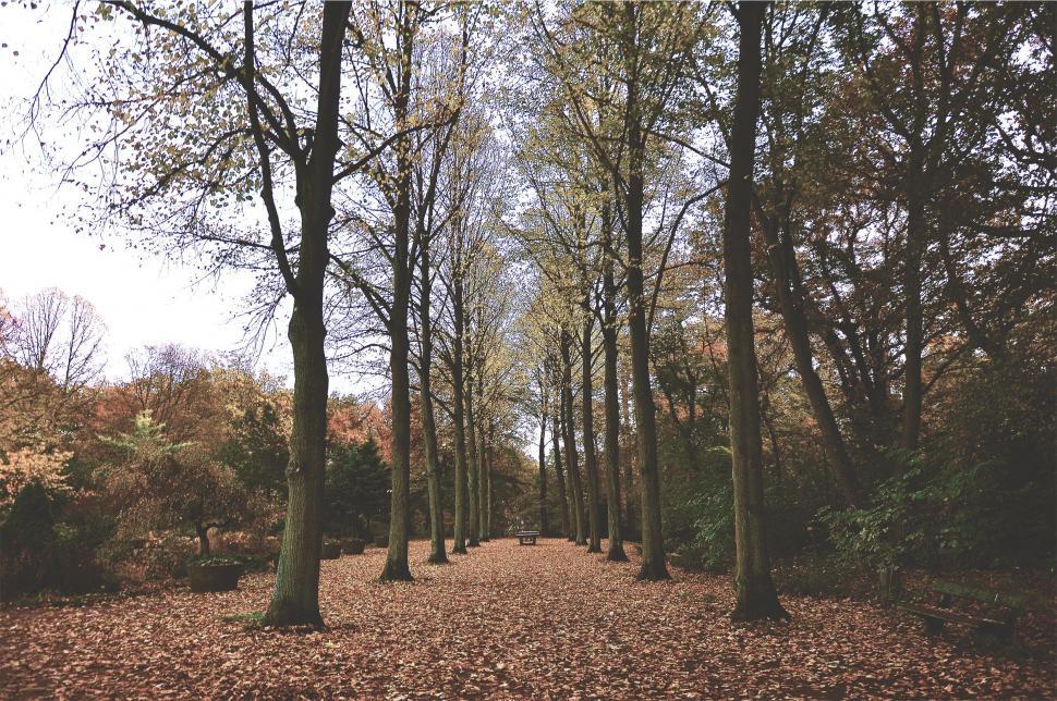 Free Image of Autumn forest pathway with fallen leaves 