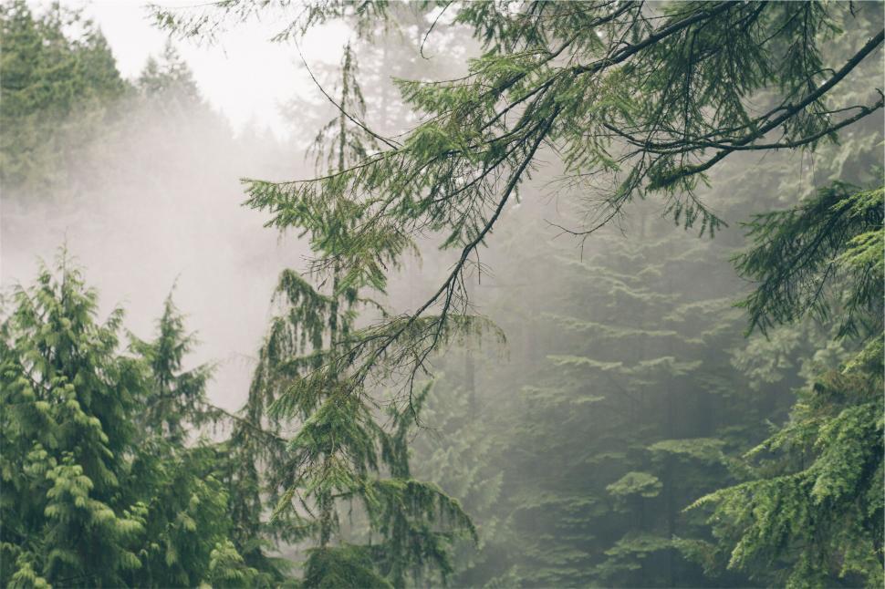 Free Image of Misty forest with coniferous trees 