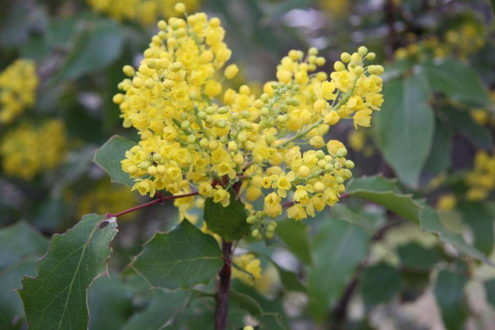 Free Stock Photo of Oregon grape | Download Free Images and Free ...