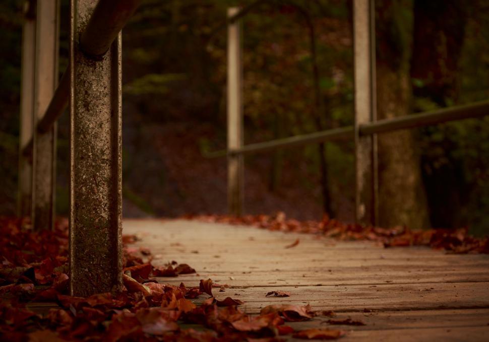 Free Image of Wooden bridge covered with autumn leaves 