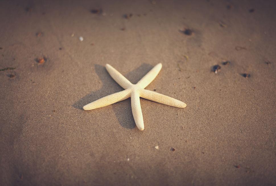 Free Image of Starfish on sandy beach 