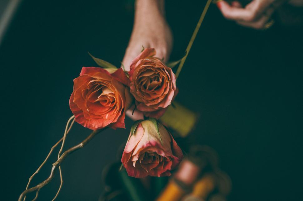 Free Image of Hands holding roses on dark background 