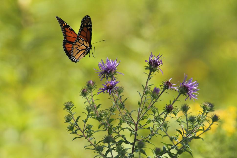 Free Image of Monarch butterfly on purple flowers 