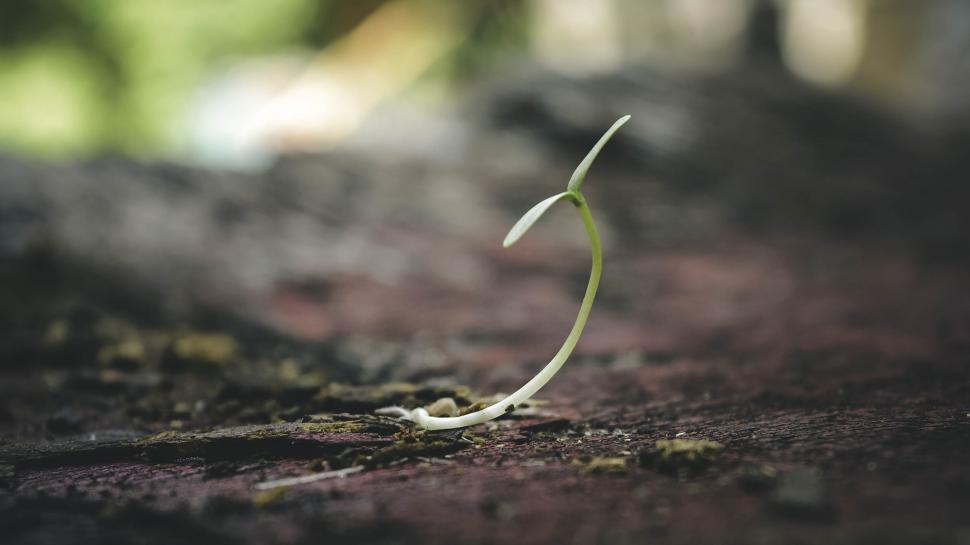 Free Image of Seedling sprouting on textured ground 