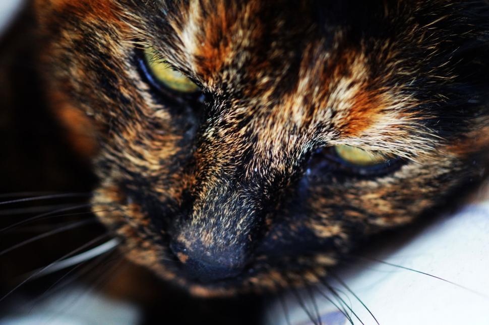 Free Image of Close-up of multicolored cat s face 