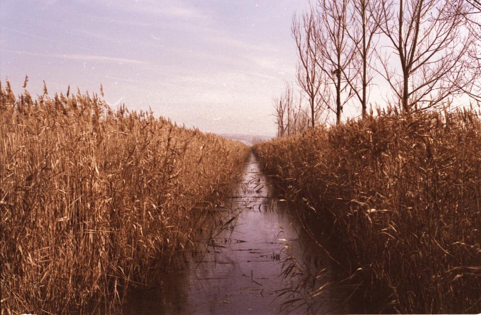 Free Image of Rural landscape with waterway 