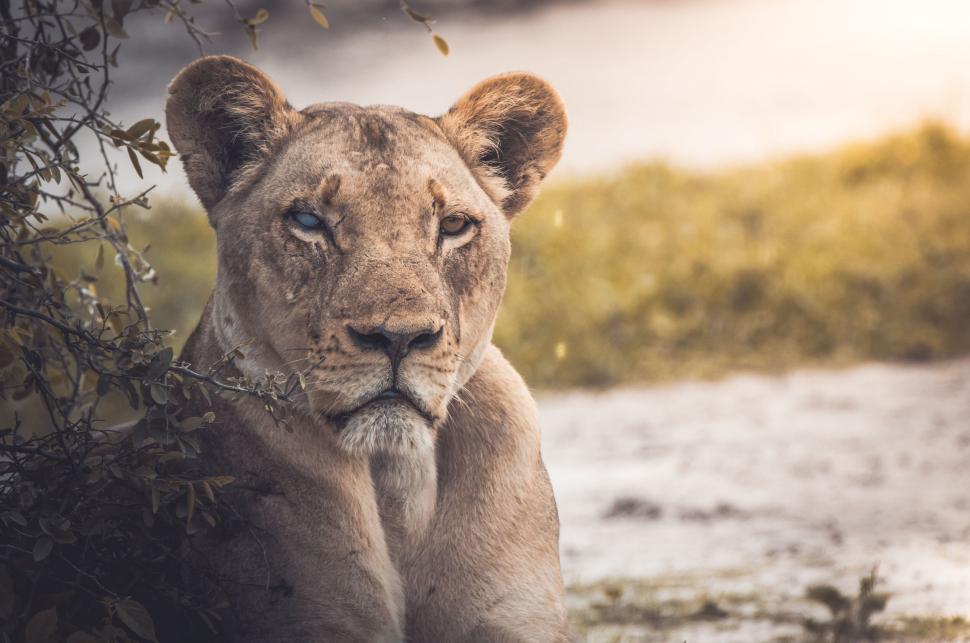 Free Image of Majestic lioness resting in the wild 