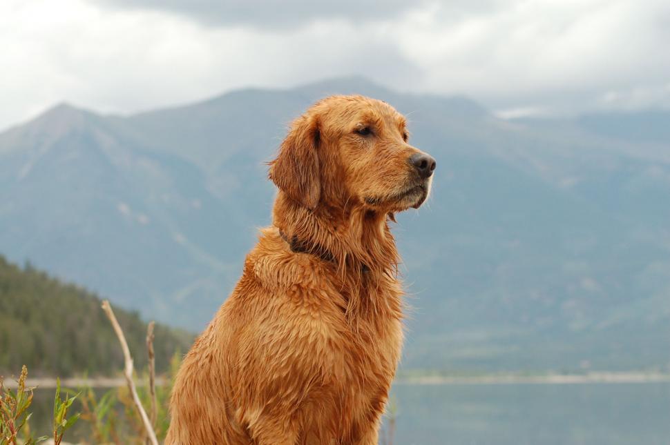 Free Image of Kirby @ Twin Lakes 