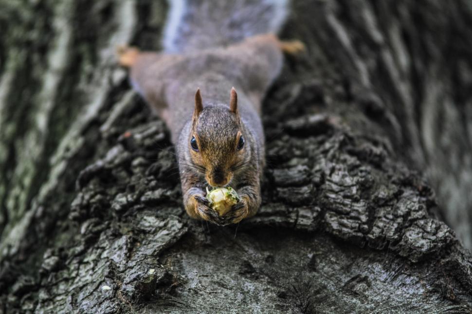 Free Image of Squirrel eating on a tree trunk 