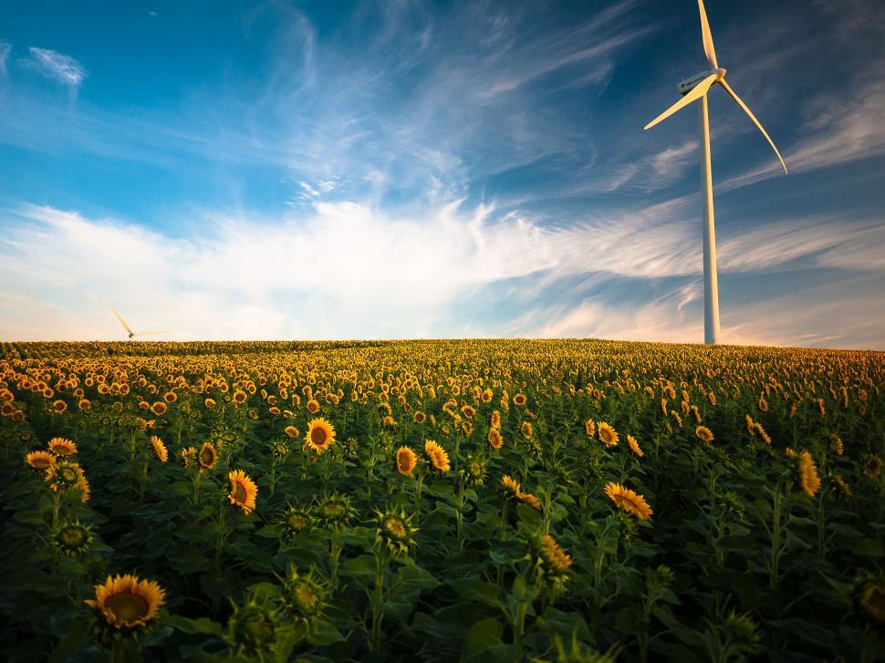 Free Image of Sunflower field with a wind turbine 