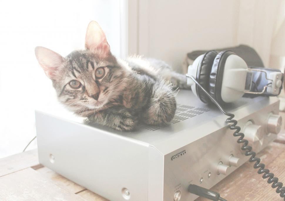 Free Image of Tabby kitten lounging on audio equipment 