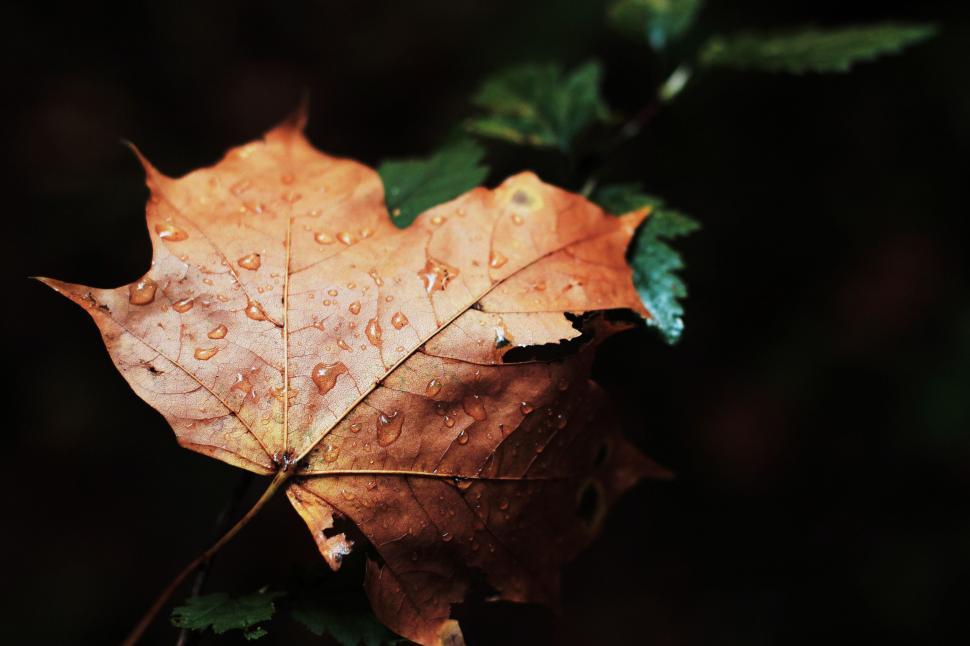 Free Image of Autumn leaf with water droplets 