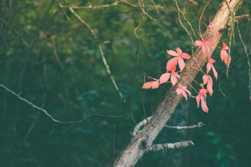 Free Image of Red leaves on a branch in a forest 