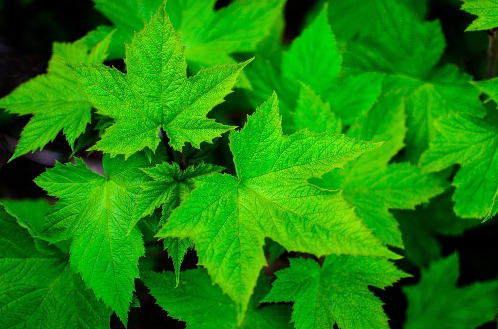 Free Image of Vibrant green maple leaves close-up 