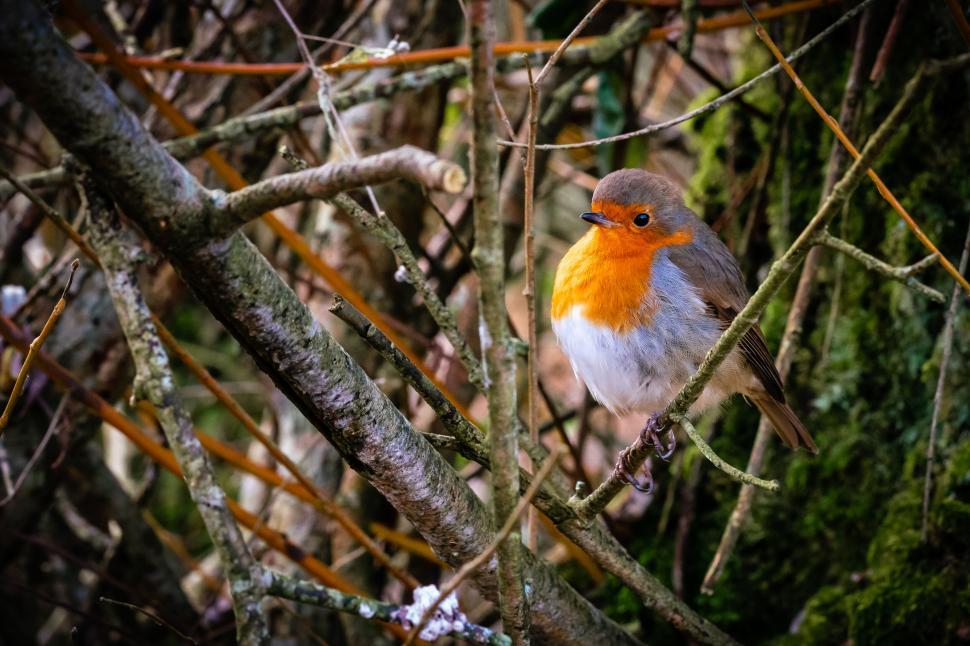 Free Image of Robin perched in a wintry forest 