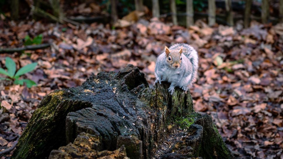 Free Image of Squirrel on a tree stump in the forest 