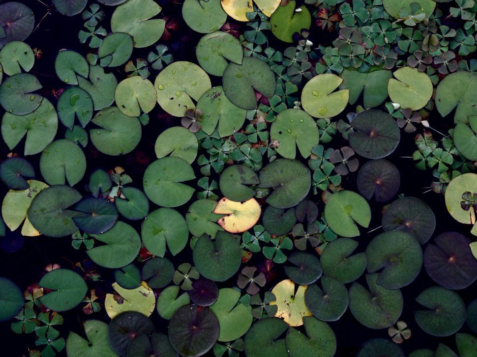 Free Image of Lily pads covering water surface 