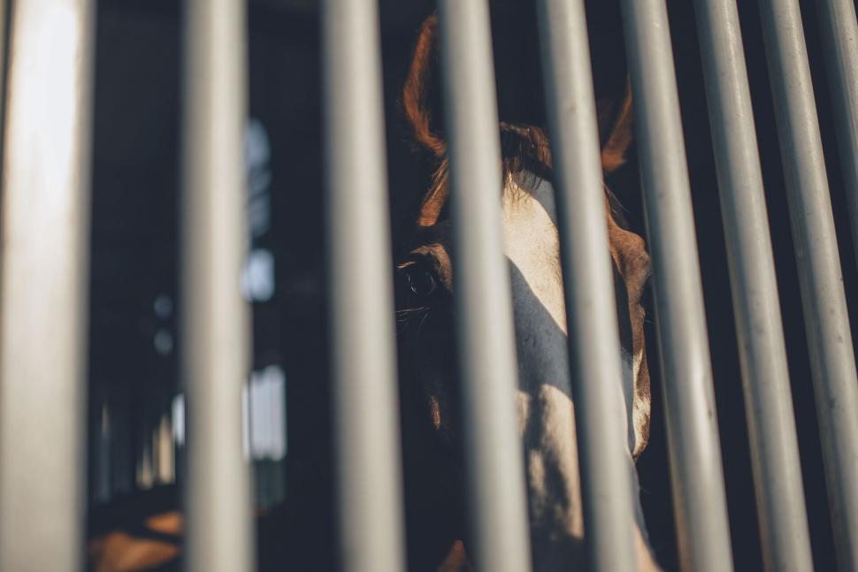 Free Image of Horse peeking through stable bars 
