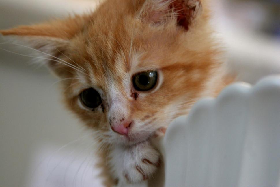 Free Image of Ginger 