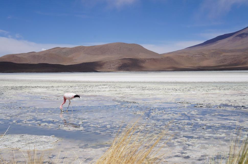 Free Image of Flamingo feeding in a mountain lake 