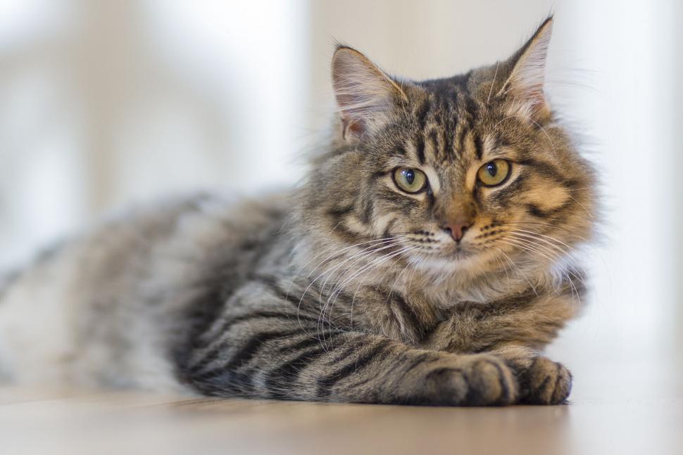 Free Image of Siberian cat lounging indoors 