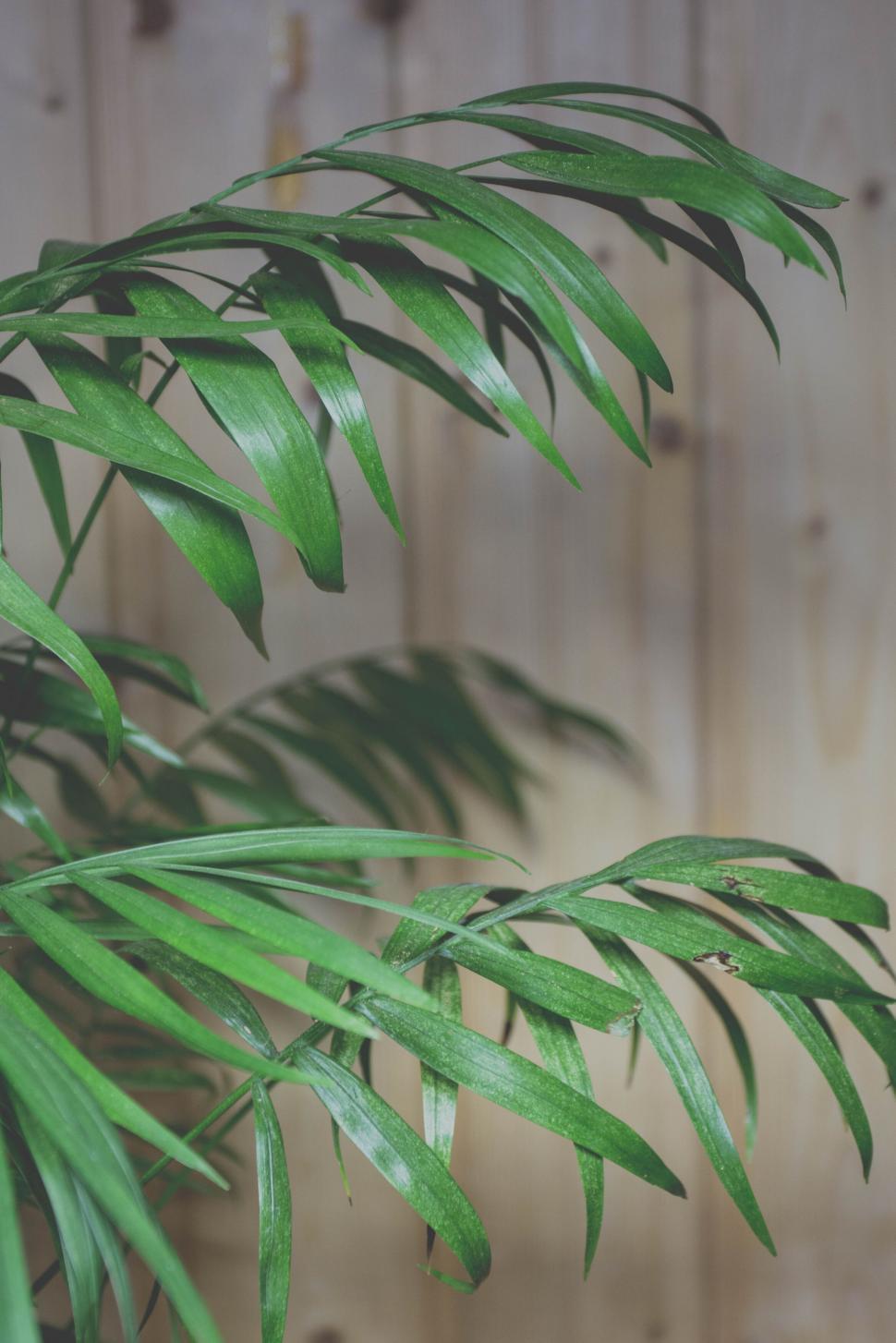 Free Image of Green potted plant against wooden wall 