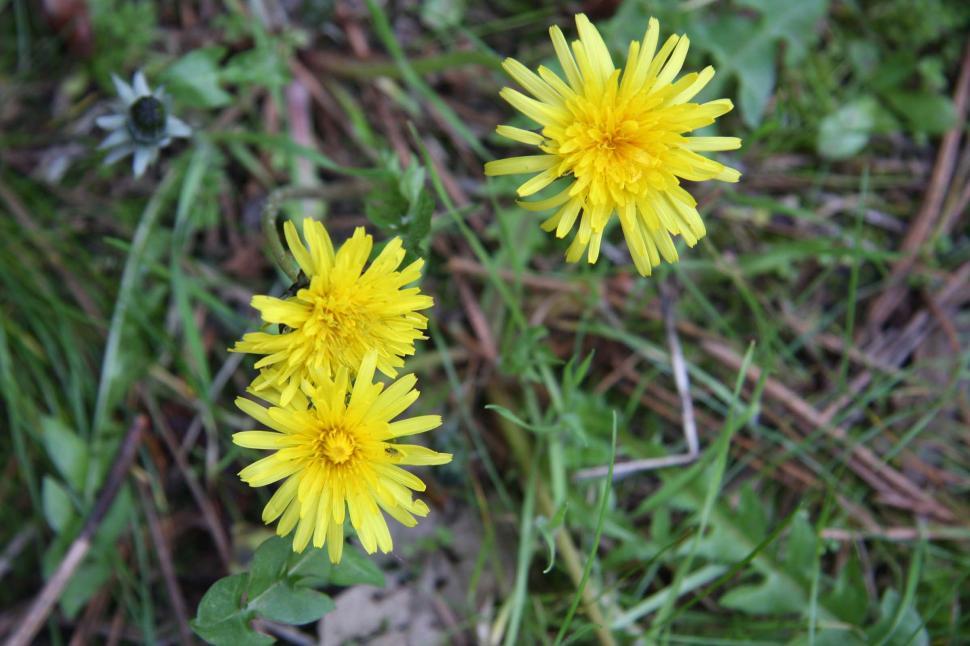 Free Stock Photo of Dandelion and insect | Download Free Images and ...