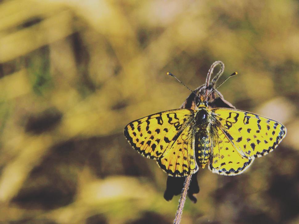 Free Image of Butterfly with yellow wings on stalk 