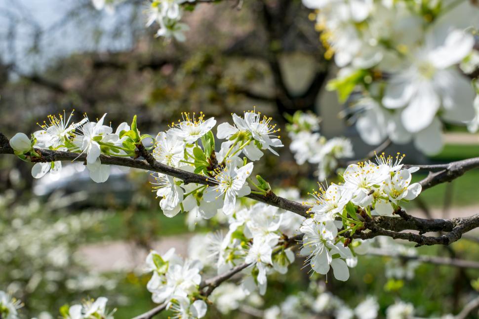 Free Stock Photo of White cherry blossoms on a branch | Download Free ...