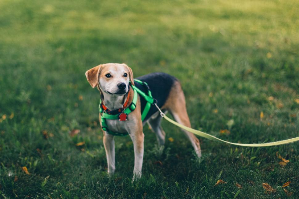 Free Image of Friendly dog on green grass in harness 