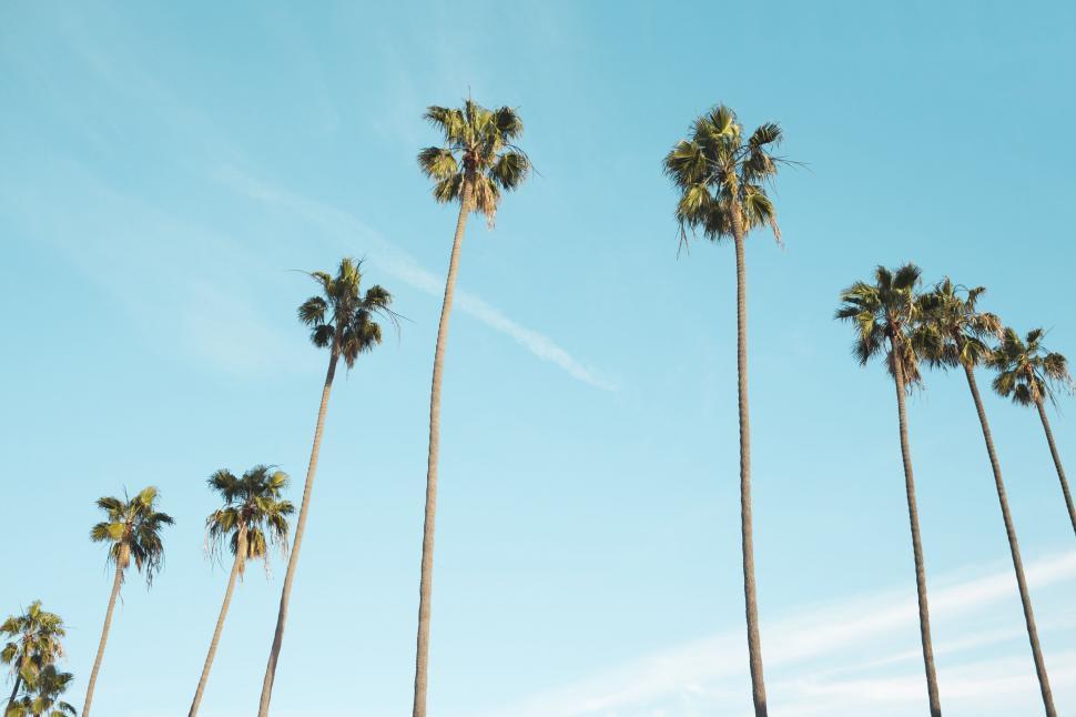 Free Image of Palm trees against blue sky 