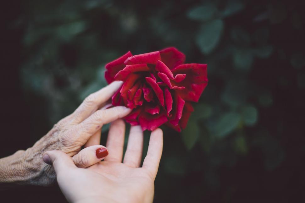 Free Image of Two generations sharing a red rose 