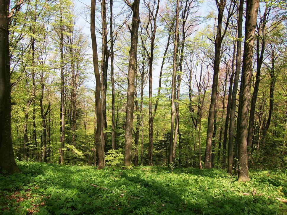 Free Image of The wood 