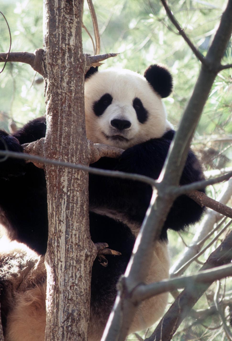 Download Bear Nature Panda Bear Royalty-Free Stock Illustration