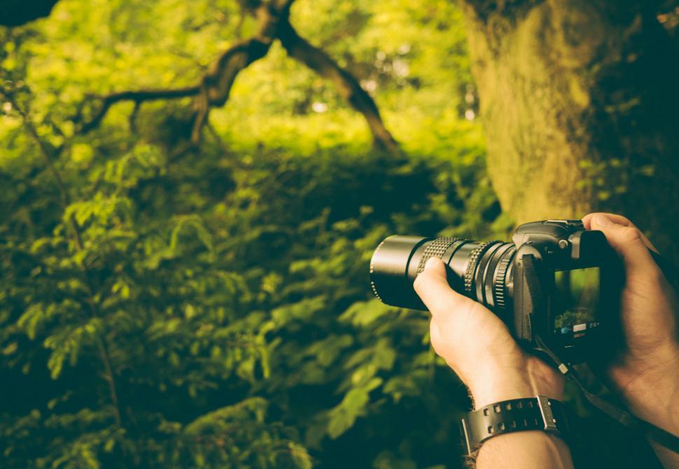 Free Image of Photographer taking photos in a lush forest 