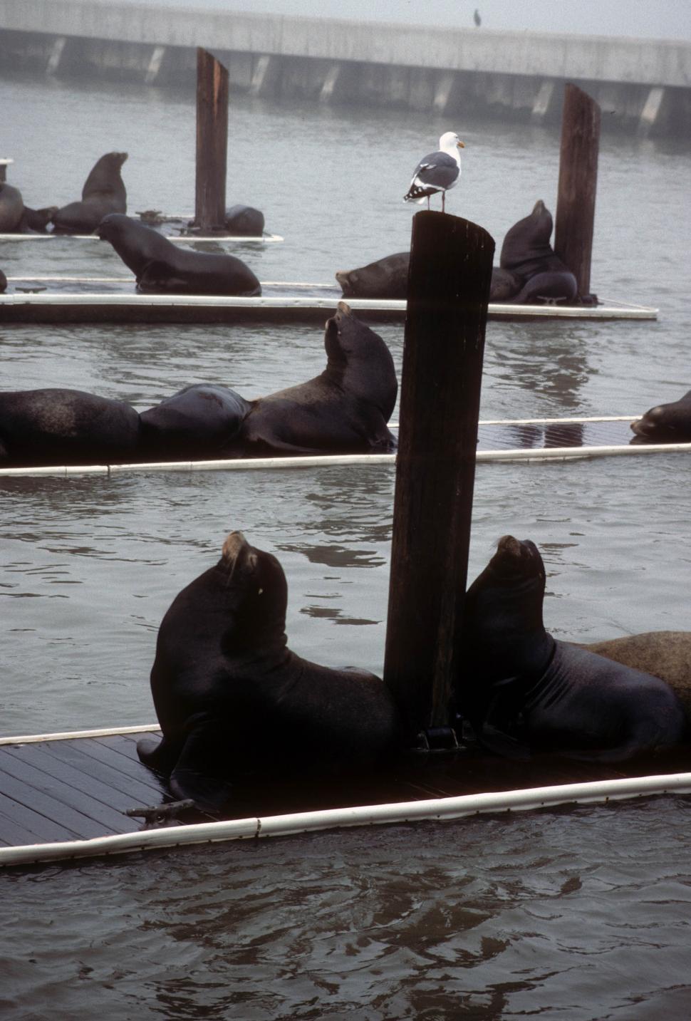 Free Image of Sea lions and seagull 