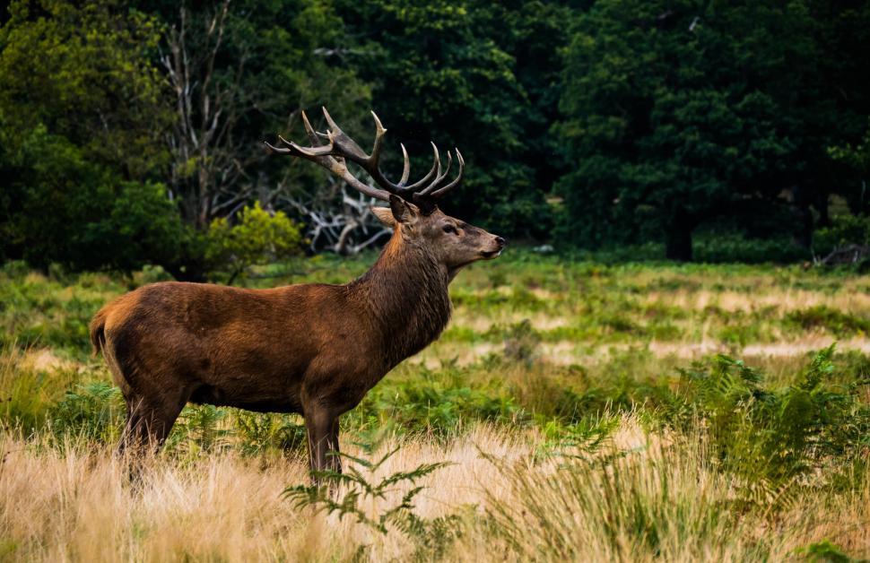 Free Image of Majestic stag in natural habitat 