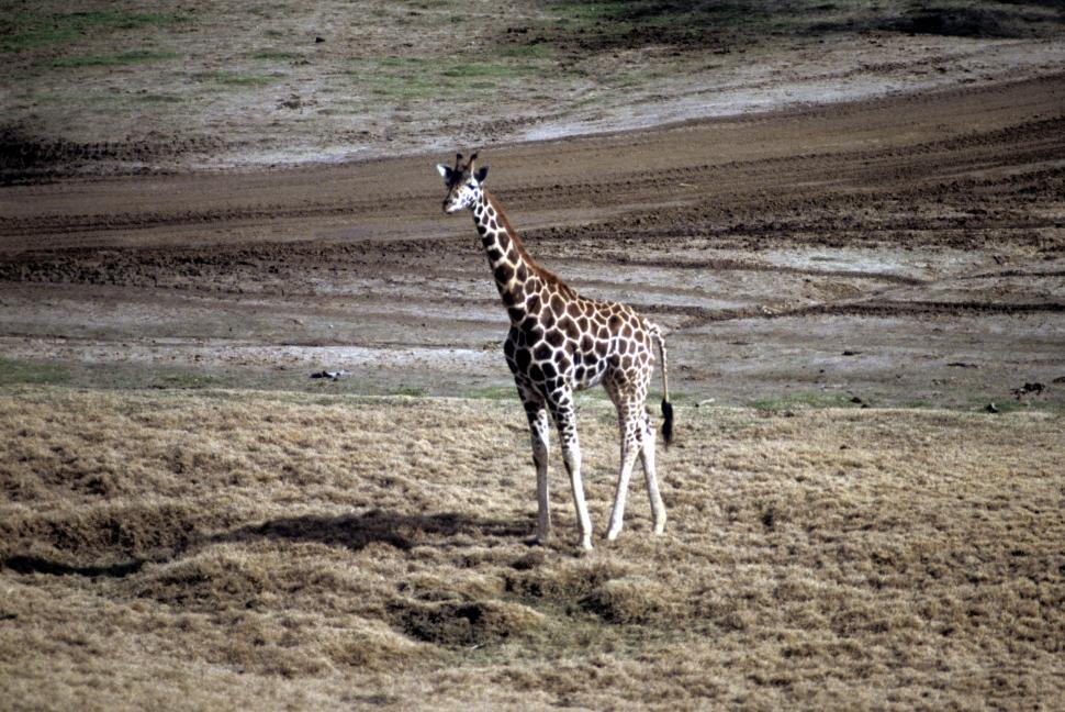 Free Image of Giraffe 