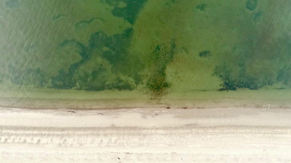 Free Image of Aerial view of a beach with algae patterns 