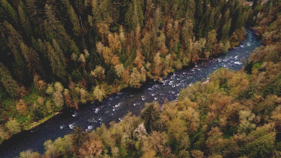 Free Image of Aerial view of a winding river through a forest 