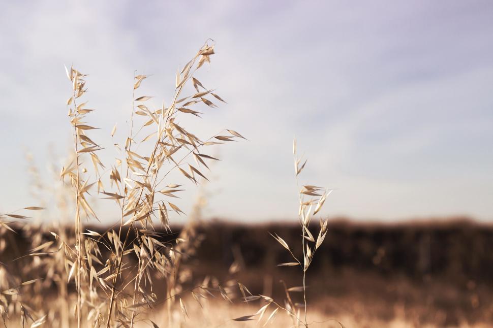 Free Image of Golden wheat field under a clear sky 