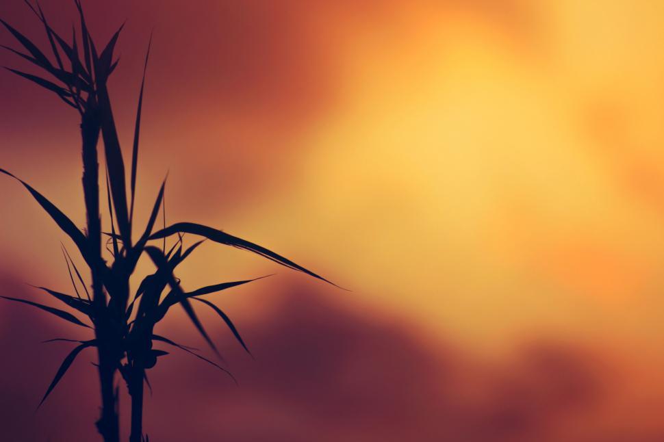 Free Image of Abstract plant silhouette against warm backdrop 