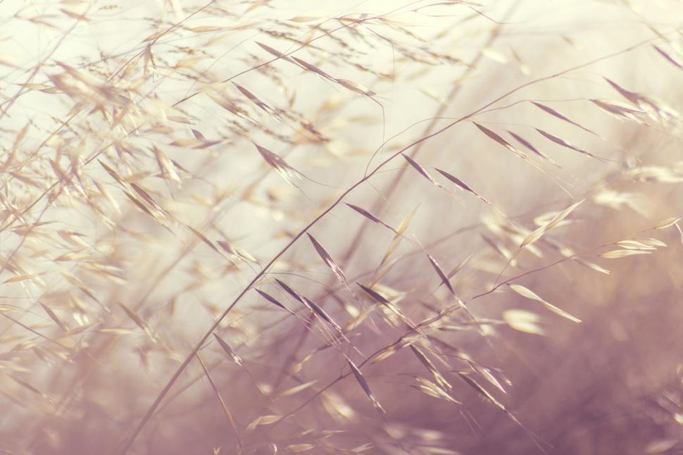 Free Image of Grass in soft focus with a light background 