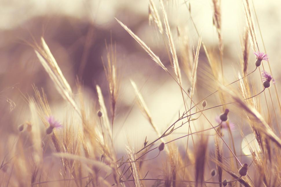 Free Image of Golden sunset light shining through grass 